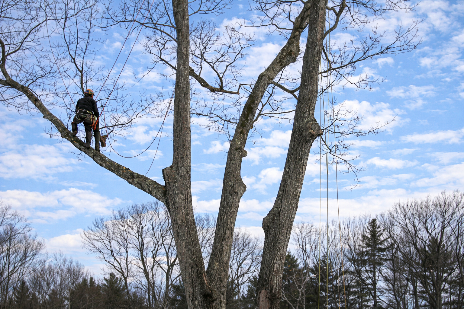 Tree Pruning Service